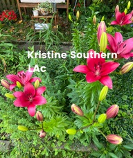Book an Appointment with Kristine Shaw Southern for Acupuncture